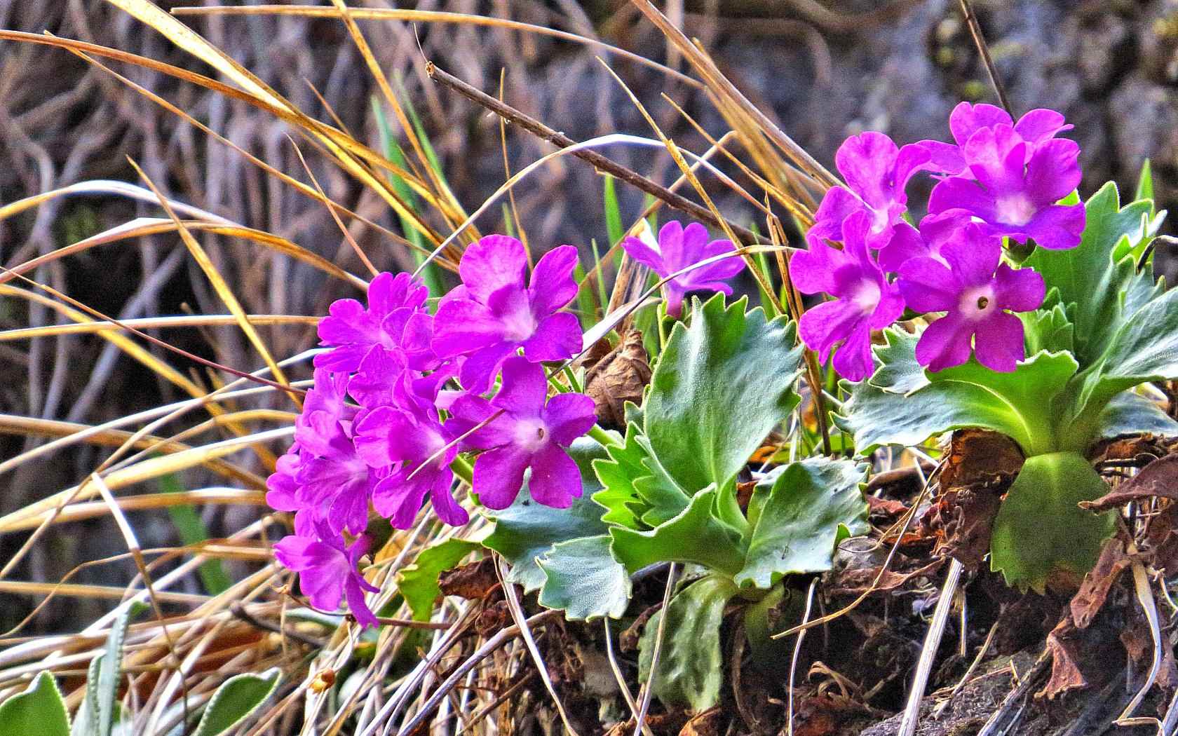 Primula hirsuta, latifolia e pedemontana a confronto